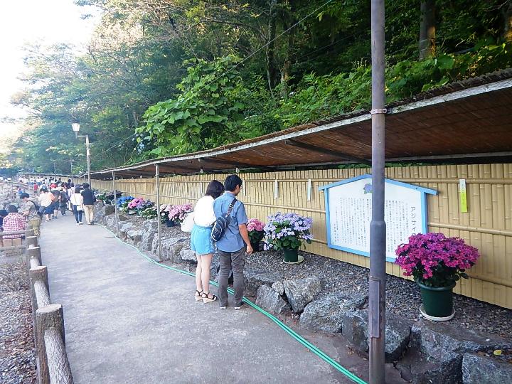2018ajisai08.jpg