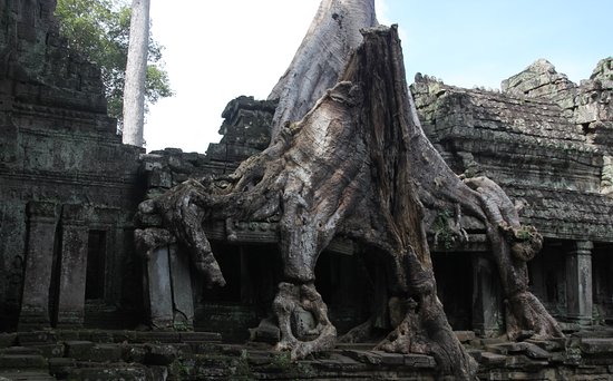 Name:  Preah khan drvo.jpg
Views: 1529
Size:  48.9 KB